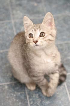 Sight of a small grey kitten