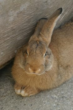 a rabbit sitting next to a log