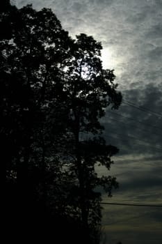 trees with the sun peeing through on a cloudy day