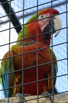 a parrot in a cage