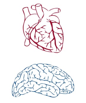 heart and brain on white