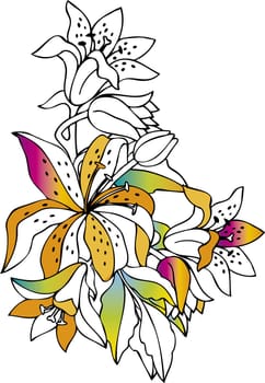Colorful lilies on white background