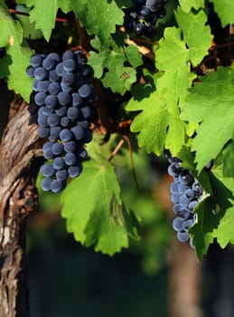 Close up of an italian wine grapes
