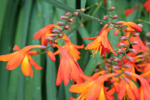 wildflowers