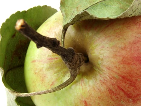 colorful apple fragment with leaves and stem