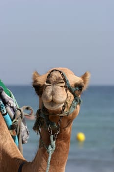 Camel walking at the beach in Monastir, Tunisia.
