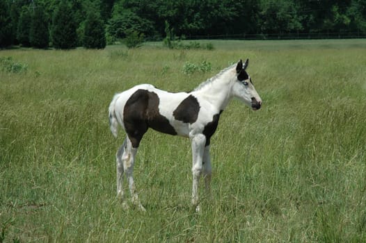 Pinto pony, standing in a grassy field, facing to the right.