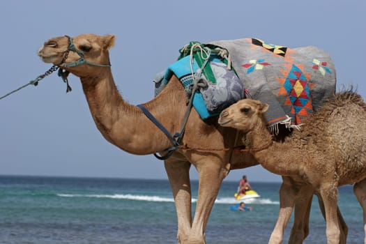 Camel walking at the beach in Monastir, Tunisia.