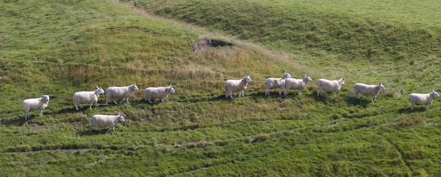 sheep in line