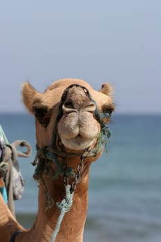Camel walking at the beach in Monastir, Tunisia.