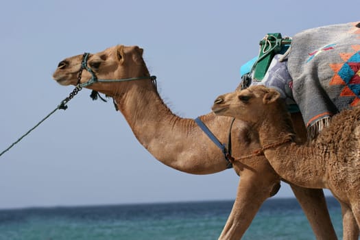 Camel walking at the beach in Monastir, Tunisia.