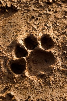 lion footprint in mud