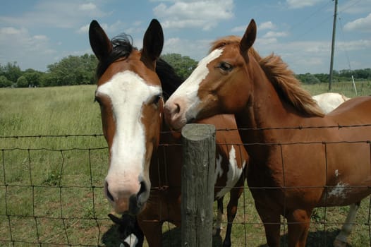 Two brown horses behind a barbed wire fence.  One is nuzzling the other, giving the appearance that he is whispering in his ear.