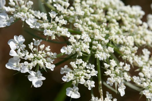 Closeup of blooming hemlock