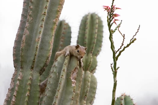 A squirrel resting on a cactus plant.