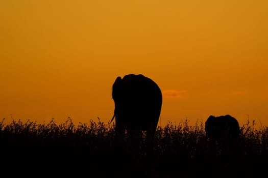 elephant mother walking into the sunset with calf ,baby
