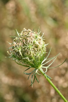 Hemlock before blossom