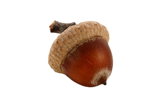 Single isolated acorn on white background