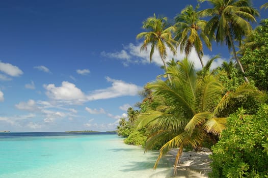 Tropical beach scene with fringing palm trees in the Maldives