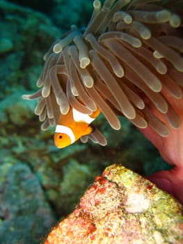 Clownfish swimming in their anemone
