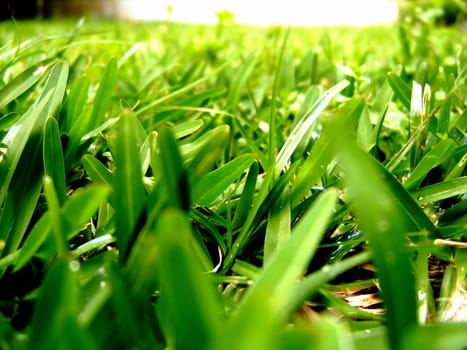 On this picture we can see light provided by the sun, shining on grass...