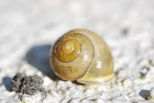Close up of snail on a white background