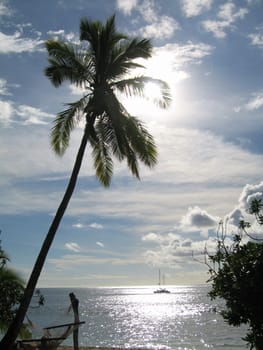 Sun setting over sea in Fiji with palm tree silhouette