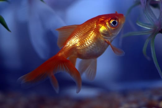 Close up of goldfish swimming in bowl