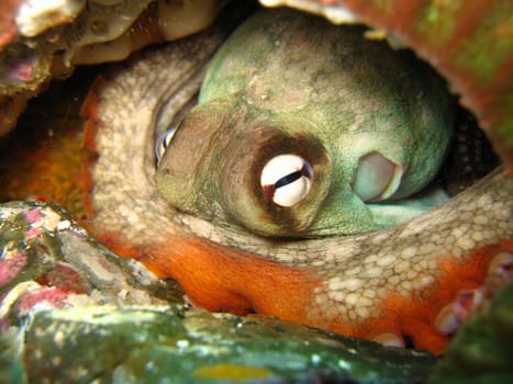 Gloomy Octopus in a hole in rocky sea bed