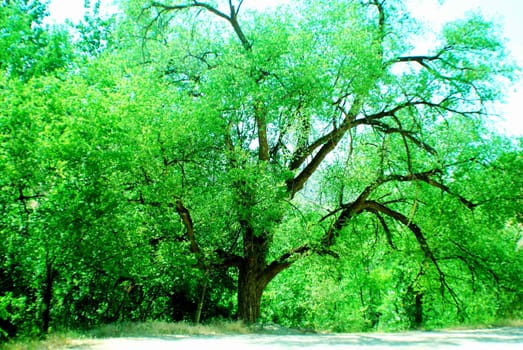 Big old Tree