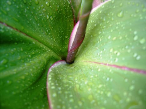 This is rain on a plant...simply beautiful
