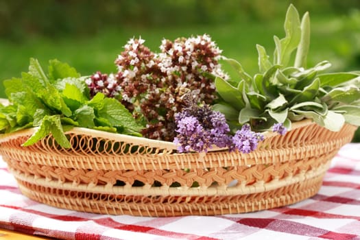 Fresh herbs from garden