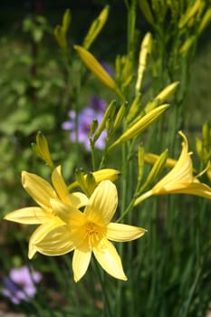yellow and purple flowers amidst the green grass