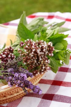 Fresh herbs from garden