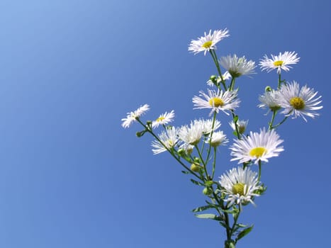 Nice White Flowers - Photo with flowers, Isolated and Blue Sky Background