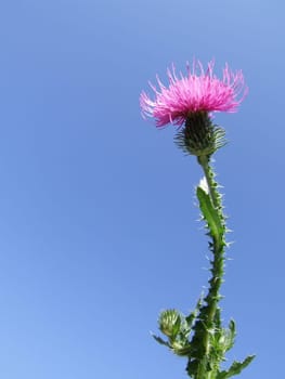 Milk Thistle - Photo with flowers, Close-up and Blue Sky Background