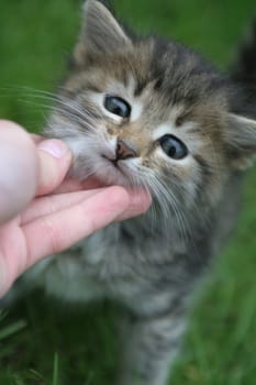 Sight of a lovely kitten at a background of a green grass