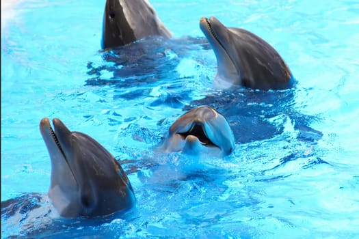 Three dolphins smiling in a blue pool