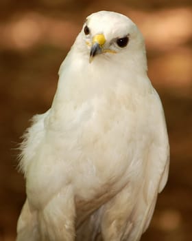 White feathered hawk