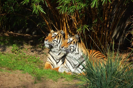 Two tigers living at Disney's Animal Kingdom