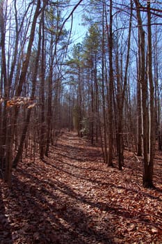 Hiking trail in North Carolina