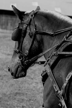 Working horse on a North Carolina Farm