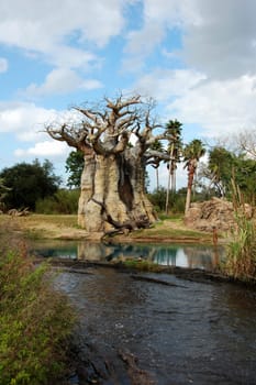 Unusual tree at Disney's Animal Kingdom