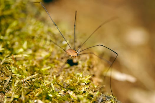 A Daddy Long Leg spider walking on moss.