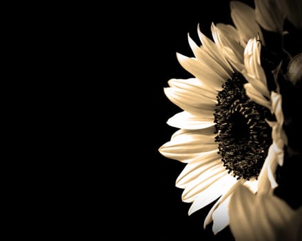 Single crisp sunflower in sepia