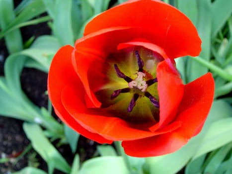 this photo has been taken in my garden