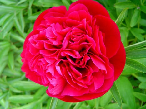 this photo has been taken in my garden