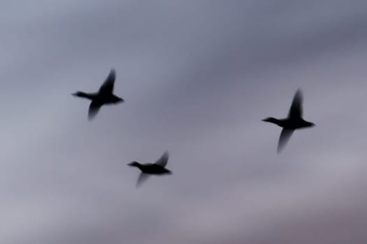 Abstract picture of three Ducks in flight on the evening sky