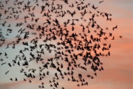 Flock of birds gathering before migration