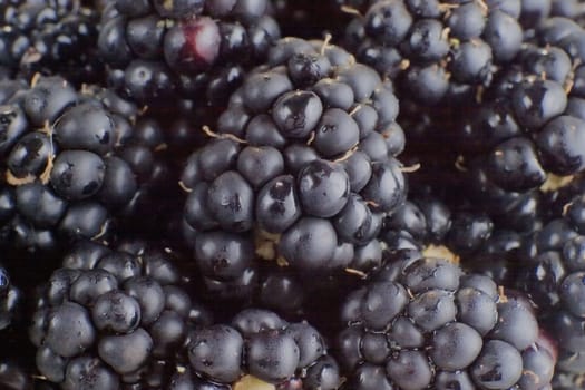 Blackberries macro